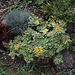 Sedum kamtschaticum variegatum