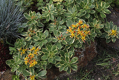 Sedum kamtschaticum variegatum