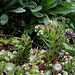 Sempervivum arachnoïdeum