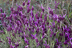 20120506 8889RAw [E] Schopf-Lavendel Herguijuela