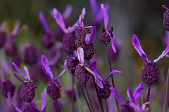 20120506 8890RAw [E] Schopf-Lavendel Herguijuela