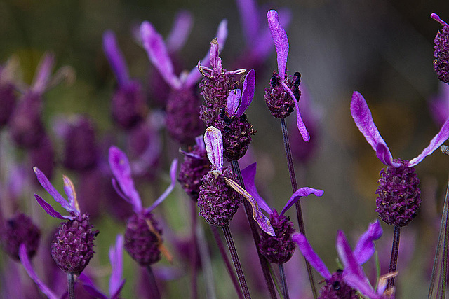 20120506 8890RAw [E] Schopf-Lavendel Herguijuela