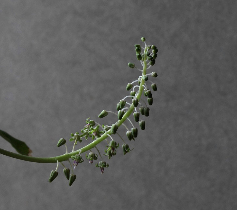 Scilla violacea -Ledebouria socialis (2)