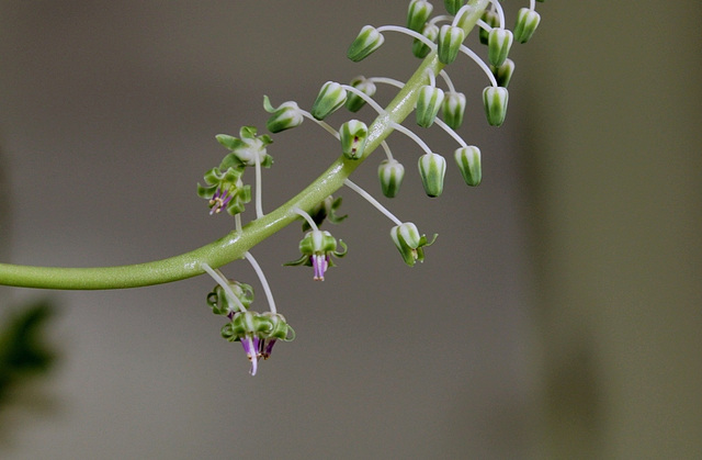 Scilla violacea -Ledebouria socialis (5)