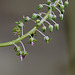 Scilla violacea -Ledebouria socialis (5)