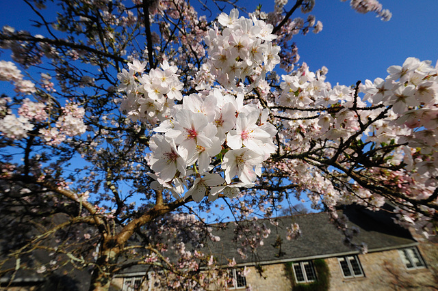 Dartington Hall - 120327