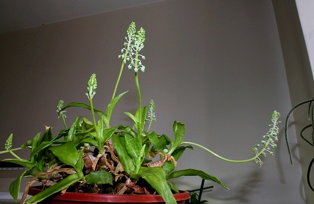 Scilla violacea -Ledebouria socialis (6)