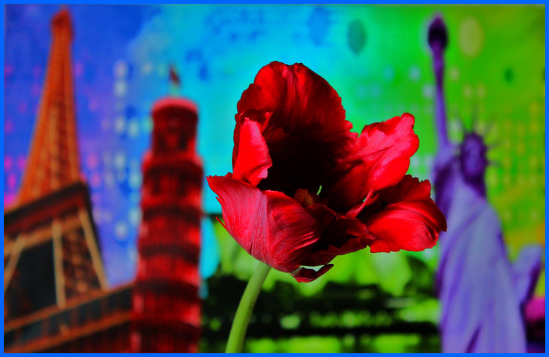 TULIPE AU COEUR DU MONDE ****
