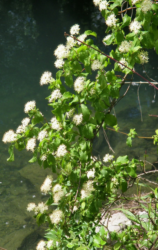 Fleurs blanches : sureau