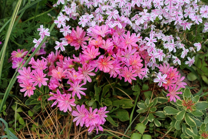 Lewisia cotyledon