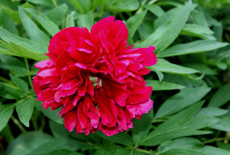 Paeonia officinalis Rubra Plena