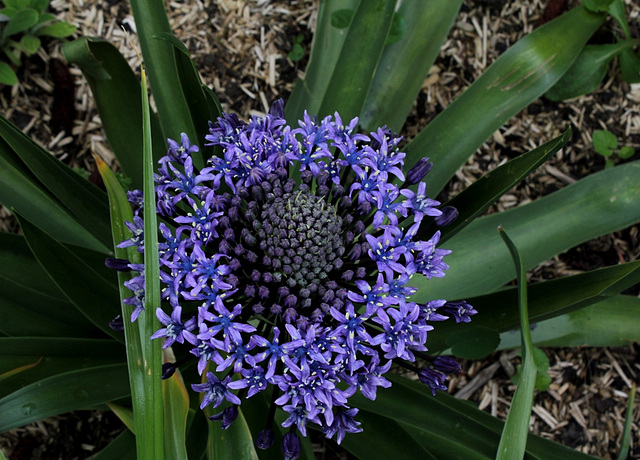 Scilla peruviana