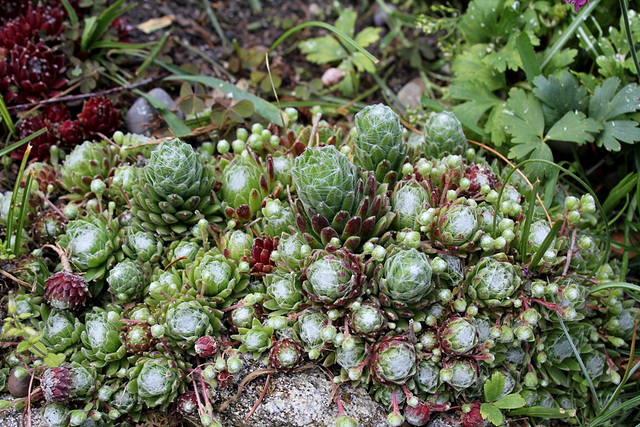 Sempervivum arachnoïdeum