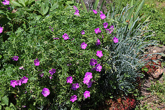 Geranium sanguineum