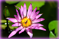 NENUPHAR ROSE (nymphea capensis)