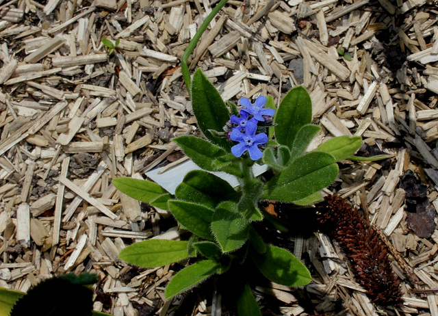 Anchusa azurea 'Little John'