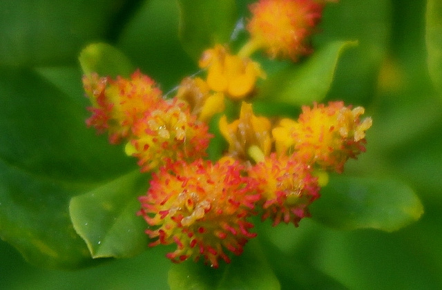 Euphorbia polychroma