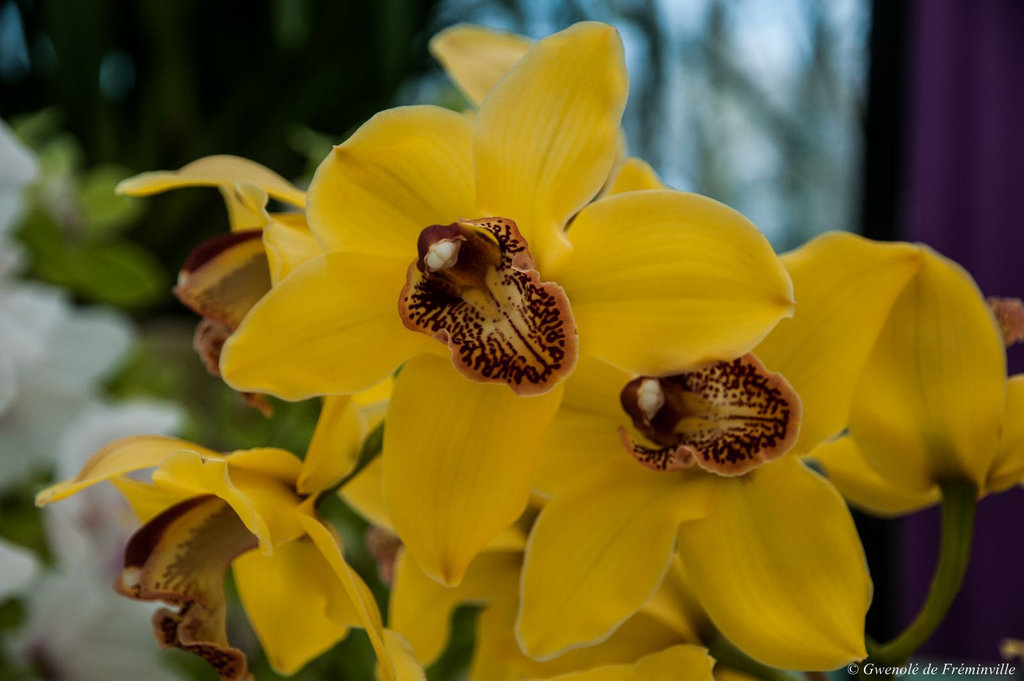 Orchidées au parc floral de Keukenhof