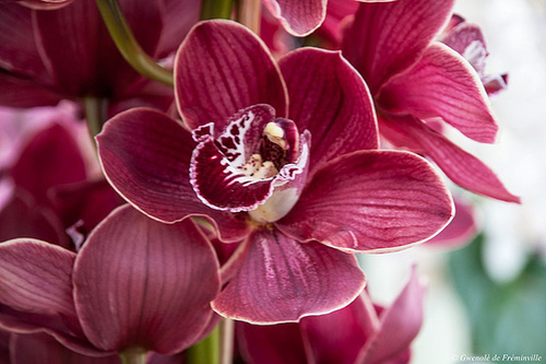 Orchidées au parc floral de Keukenhof