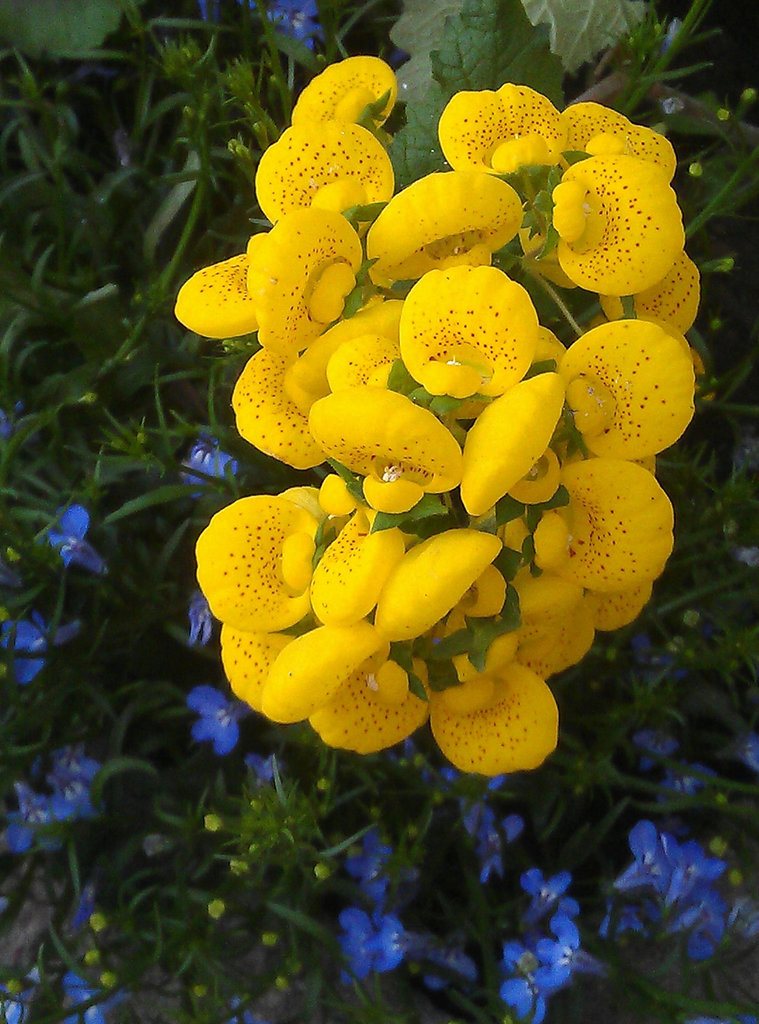 Pantoffelblume