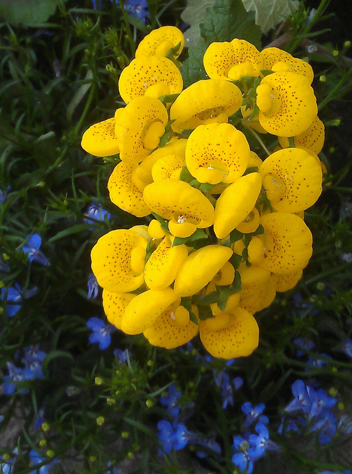 Pantoffelblume