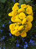 Pantoffelblume