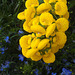 Pantoffelblume