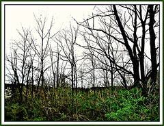 Can These Bones Live Again?