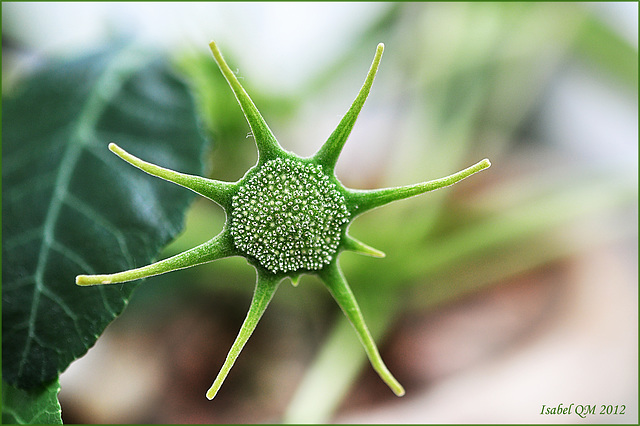 Dorstenia foetida