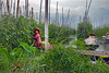 Women and girls in the tomato fields