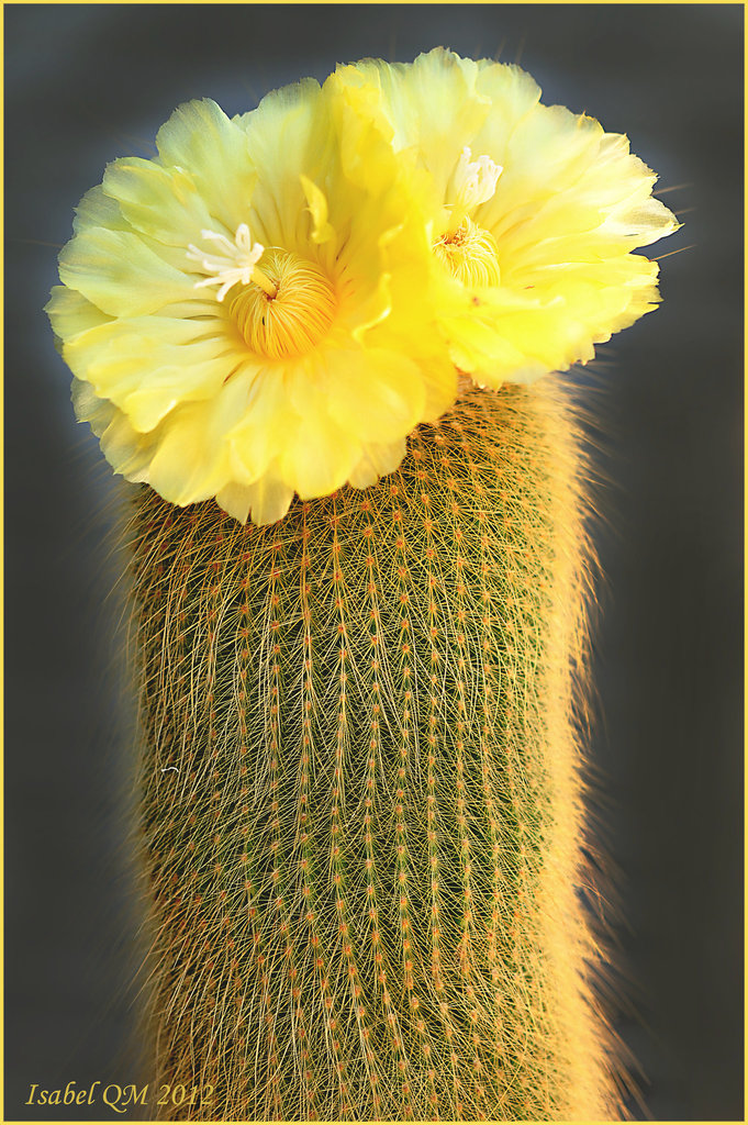 Notocactus leninghausii