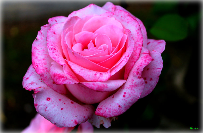 ROSE DU JARDIN*****