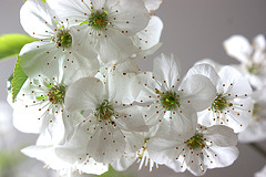 fleurs de cerisier