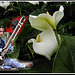 Entre musique et fleurs