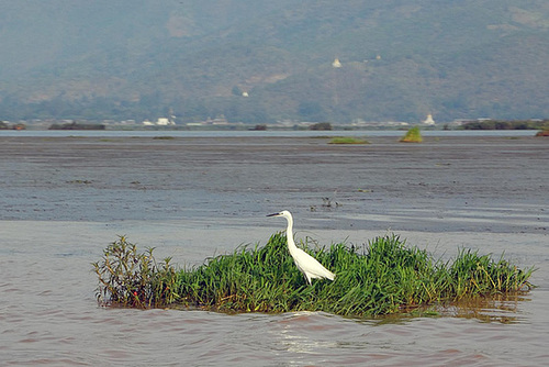 Pond bird finds a small home stay