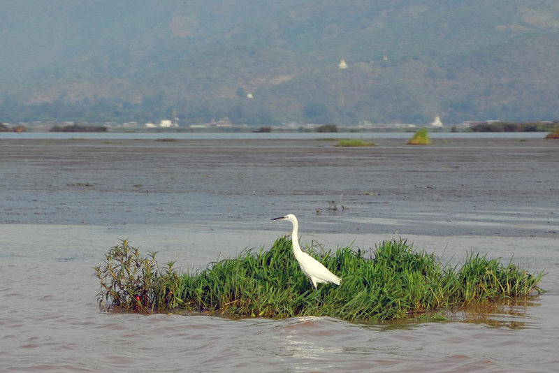 Pond bird finds a small home stay