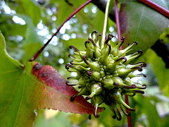 Platanus