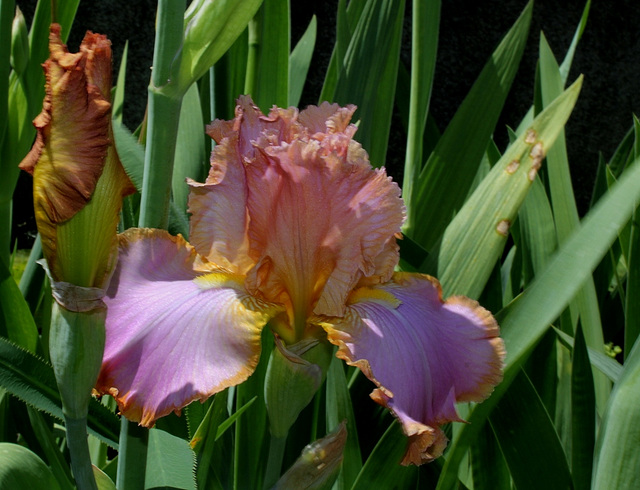 Iris Afternoon Delight