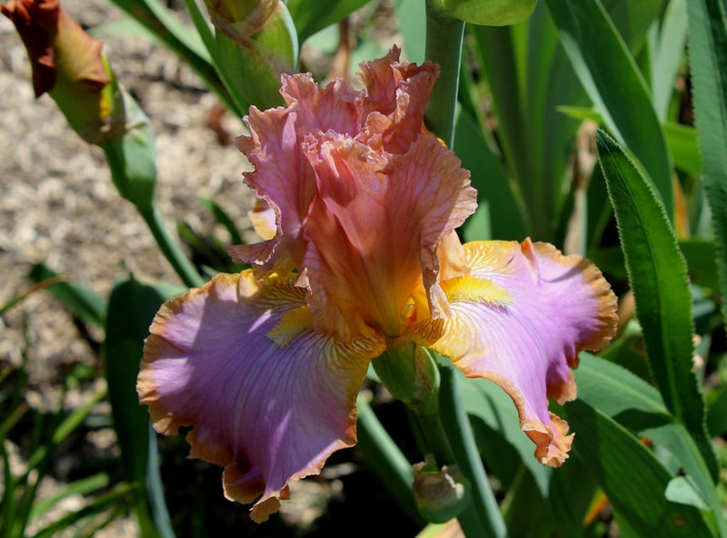 Iris Afternoon Delight (2)