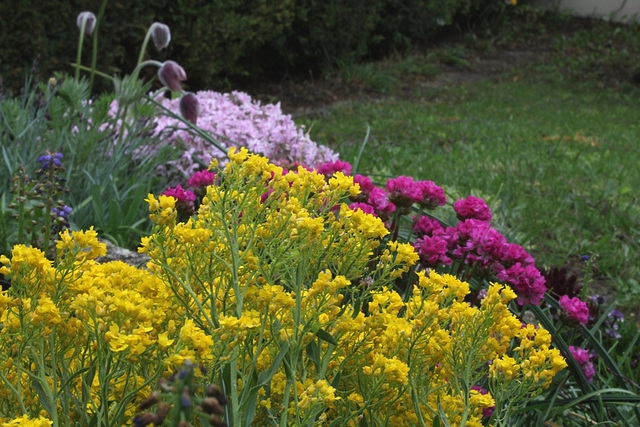 Aurinia saxatilis-alysse corbeille d'or