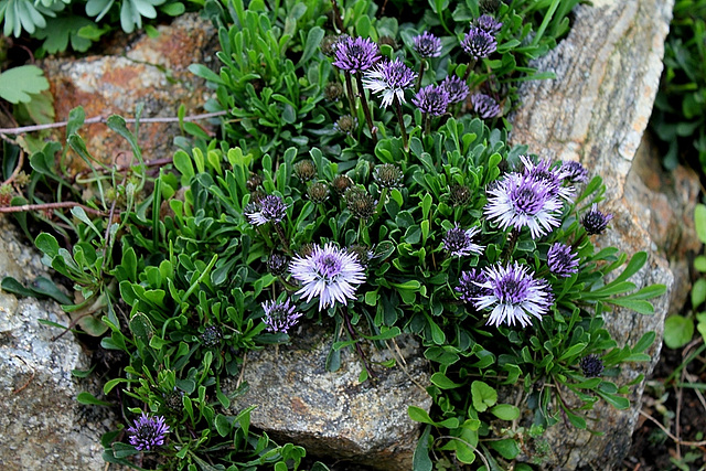 Globularia cordifolia (2)