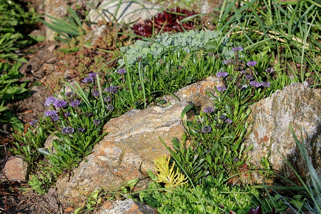 Globularia cordifolia (3)