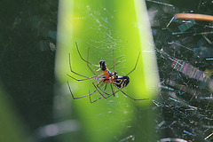 Accouplement d'araignées (2)