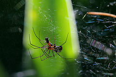 Accouplement d'araignées