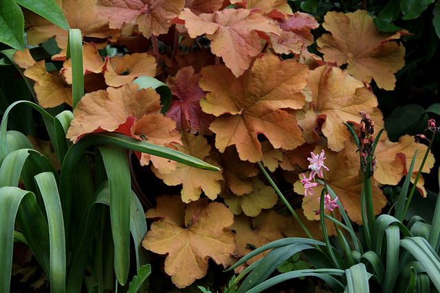 Heuchère Caramel