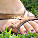 cousin's toes in callisto wedge heels