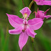 Calopogon oklahomensis (Oklahoma Grass-pink orchid)