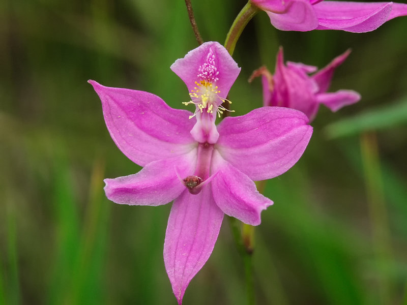 Calopogon oklahomensis (Oklahoma Grass-pink orchid)