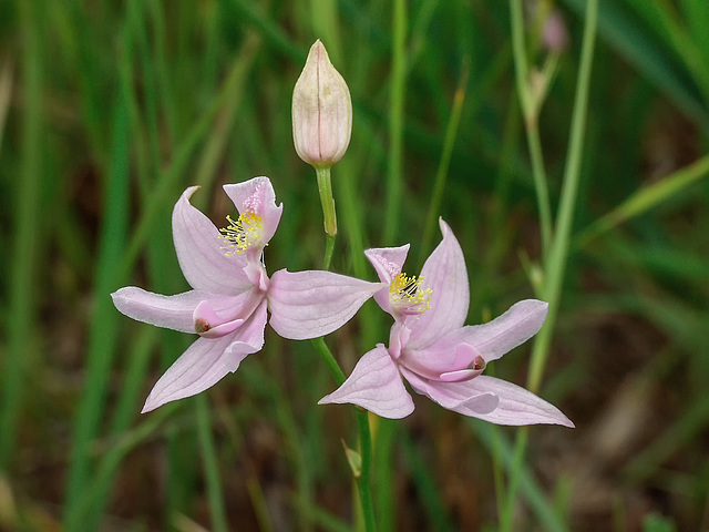 Calopogon oklahomensis (Oklahoma Grass-pink orchid)