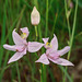 Calopogon oklahomensis (Oklahoma Grass-pink orchid)